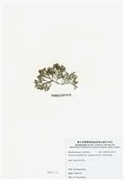 藏品(乳頭軟骨凹頂藻)的圖片